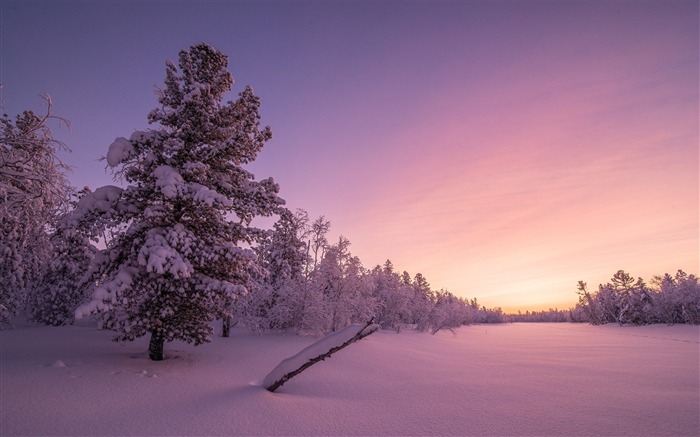 Frosty sunrise forest-World Travel HD Wallpaper Views:8165 Date:2016/12/22 6:56:20