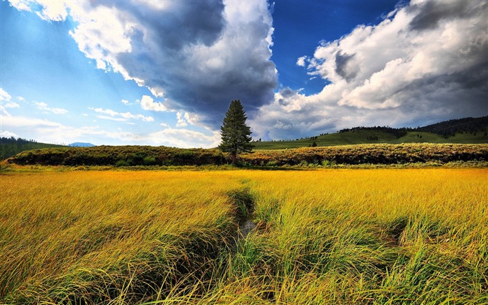 Hierba alta en el campo - Fondo de pantalla de paisajes de la naturaleza Vistas:11716