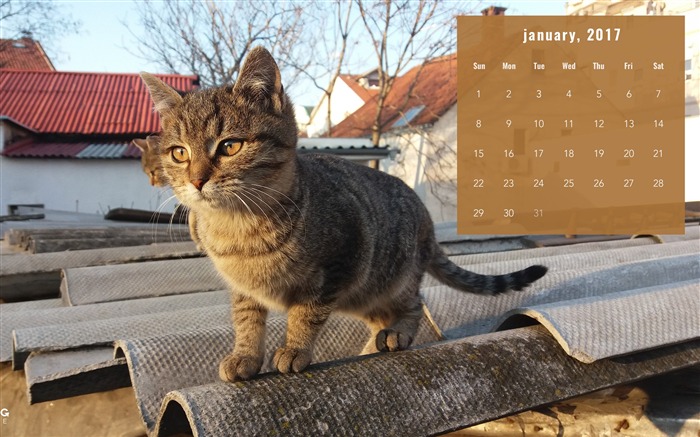 Observando el fondo de pantalla del Calendario Cat-enero 2017 Vistas:7260