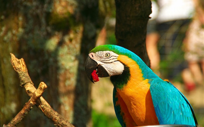 Parrot macaw bird beak-2016 Animal High Quality Wallpaper Views:8003 Date:2016/12/27 6:04:38