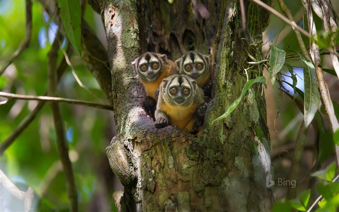 Monos de noche de cabeza negra del Perú-2016 Bing Desktop Wallpaper Vistas:6680