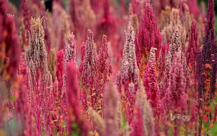 Plantas de quinua rosa en Perú-2016 Bing Desktop Wallpaper Vistas:8212