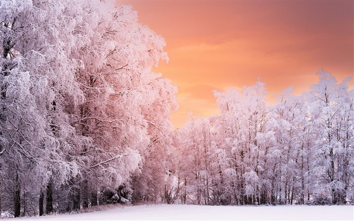 Winter forest sunset-World Travel HD Wallpaper Visualizações:8327