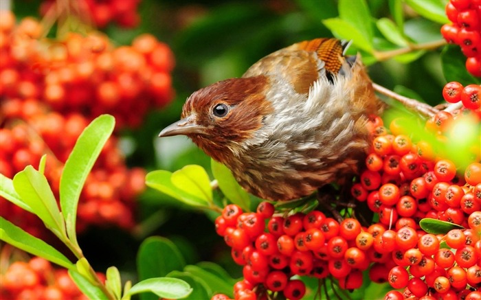 Papéis fotográficos da foto de pássaros bonitos do mundo animal 05 Visualizações:7346