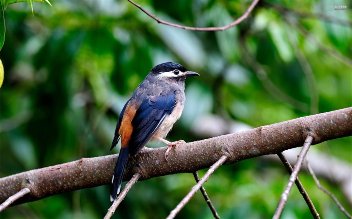 Mundo Animal Papéis fotográficos Cute Birds 10 Visualizações:8128