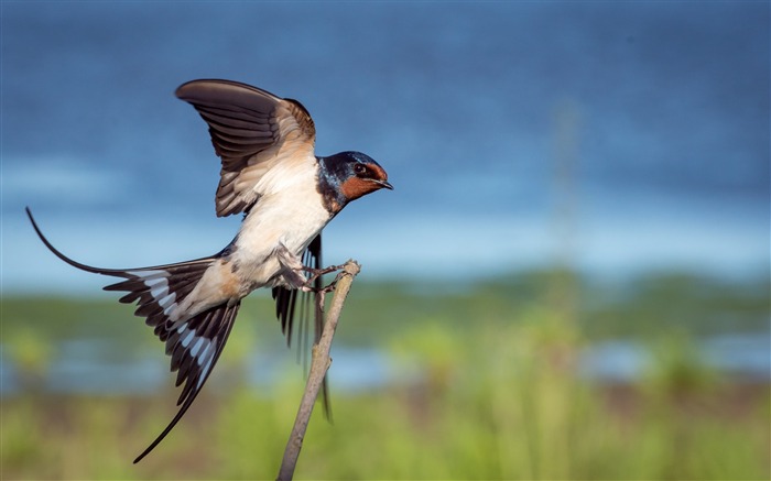 Animal World Cute Birds Wallpaper da foto 11 Visualizações:9249