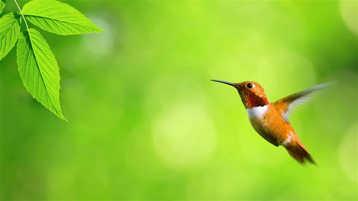 Animal World Cute Birds Photo Wallpaper 17 Visualizações:6724