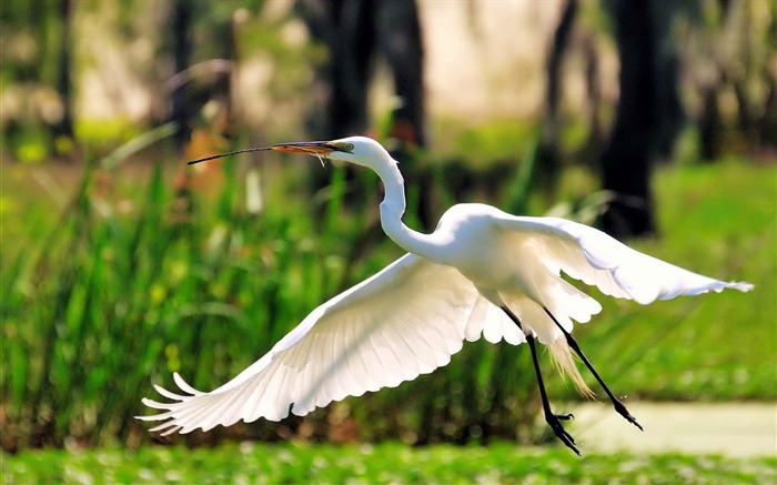 Animal World Cute Birds Wallpaper da foto 18 Visualizações:6282