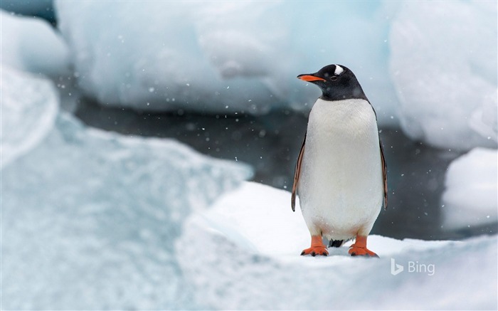 Antarktis Eselspinguin Île Cuverville-Bing Fonds d'écran Vues:10954