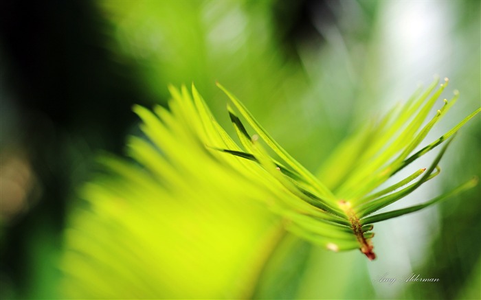 オースティン植物園-Windows 10のシステムのHD壁紙 ブラウズ:6074