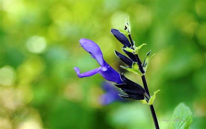 Austin Botanic Garden-Windows 10 System HD Wallpaper 06 Views:6372 Date:2017/1/30 0:12:11