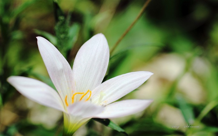 Austin Botanic Garden-Windows 10 System HD Wallpaper 11 Views:6155 Date:2017/1/30 0:14:10