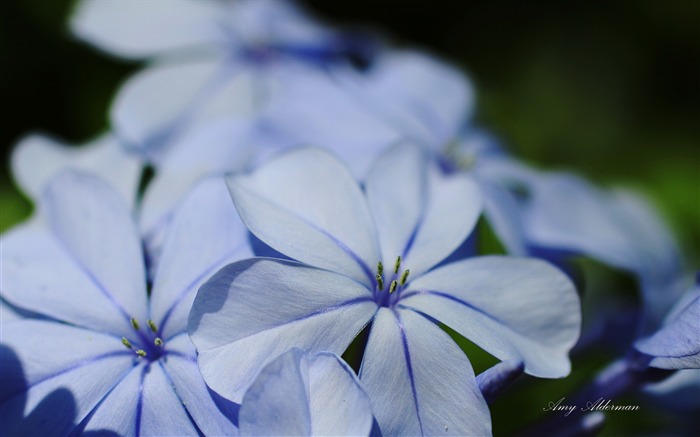 Austin Botanic Garden-Windows 10 System - Fondos de pantalla HD 12 Vistas:5914