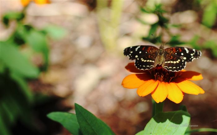 Austin Botanic Garden-Windows 10 System HD Wallpaper 13 Views:6608 Date:2017/1/30 0:14:57