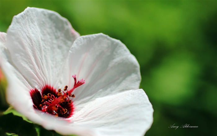 Austin Botanic Garden-Windows 10 System HD Wallpaper 14 Views:6287 Date:2017/1/30 0:15:20