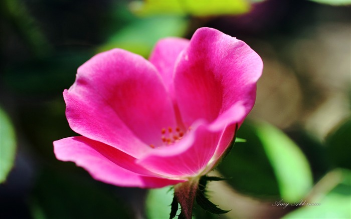 Austin Botanic Garden-Windows 10 System Fondo de escritorio en HD 15 Vistas:5820