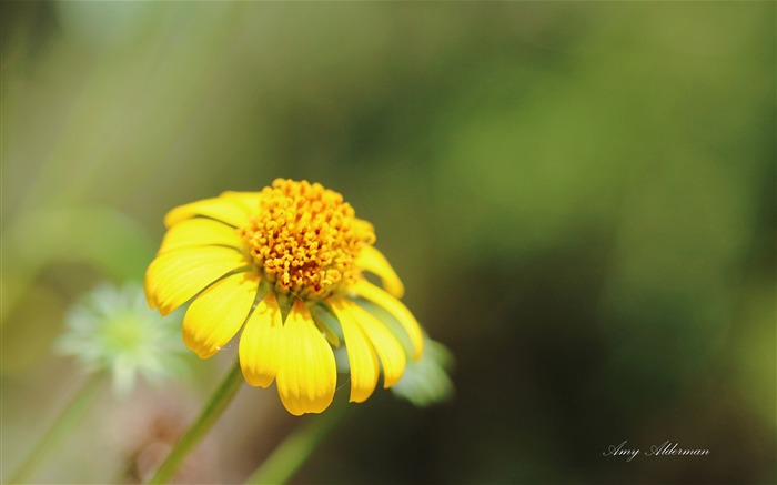 Austin Botanic Garden-Windows 10 System HD Wallpaper 17 Views:5581 Date:2017/1/30 0:16:27