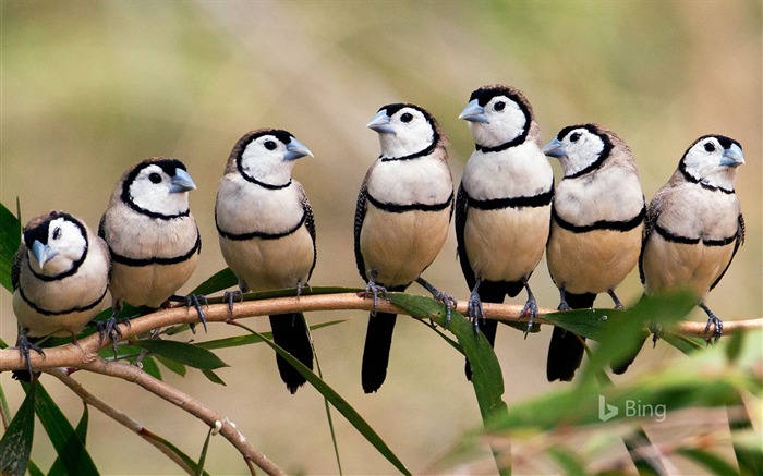 Australia Queensland finch flock-Bing Desktop Wallpaper Views:8759 Date:2017/1/22 8:51:10