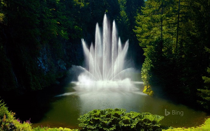 Fuente de Ross en Canadá en Butchart Gardens-2017 Bing Fondos de escritorio Vistas:8570