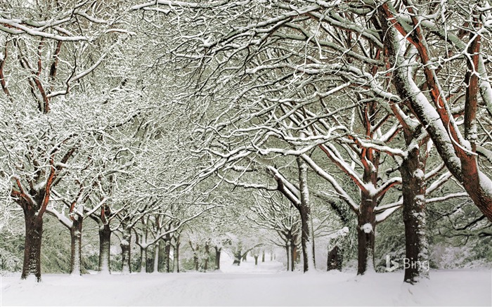 Inglaterra Southampton Common-2017 Bing Fondos de escritorio Vistas:6252