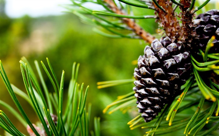 Conos de pino gris conectados en árbol-2016 de alta calidad fondo de pantalla HD Vistas:8695