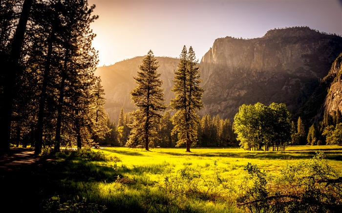 Campo de hierba verde y árboles verdes-2016 Fondo de pantalla de alta calidad de paisajes Vistas:9024