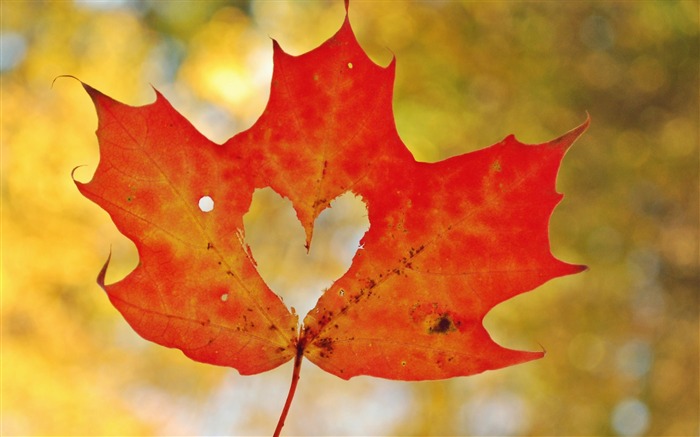 Love heart maple leaf-High Quality HD Wallpaper Views:12000 Date:2017/1/8 4:41:18