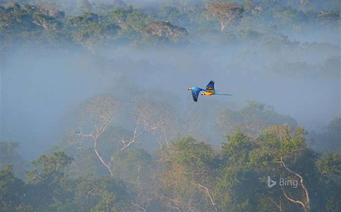 Guacamayos selva amazónica en Brasil-2017 Bing Desktop Wallpaper Vistas:7646