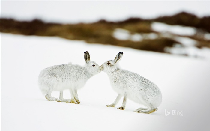 Mountain hares touching noses in Scotland-Bing Desktop Wallpaper Views:7597 Date:2017/1/22 9:03:58