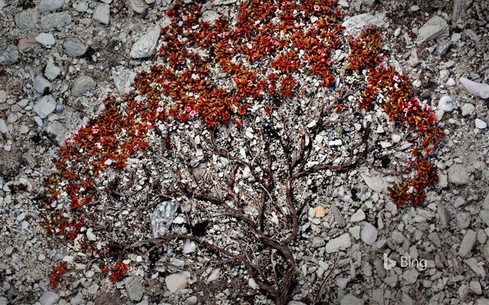 Norway Trailing azalea in Rondane National Park-Bing Desktop Wallpaper Views:6339 Date:2017/1/22 9:11:39