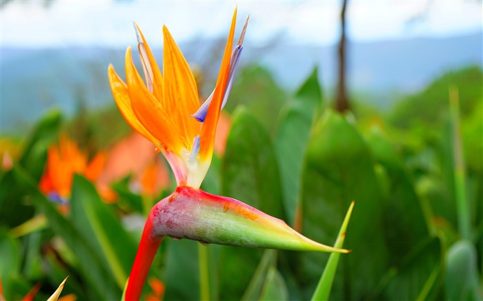 Flor de Strelitzia reginae thien dieu-2016 de alta calidad fondo de pantalla HD Vistas:6776