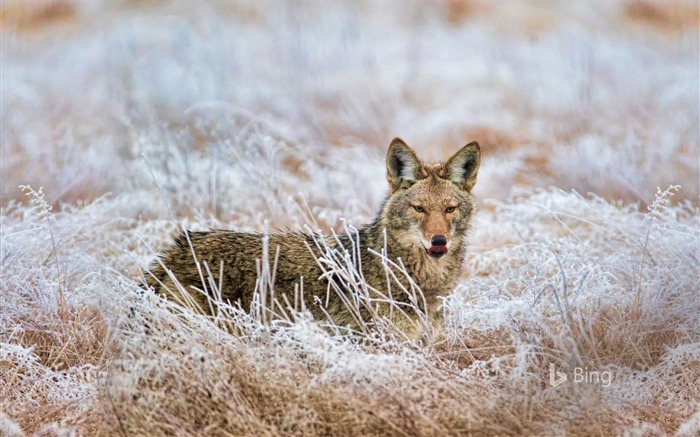 Washington Redmond Coyote en Marymoor Park-2017 Bing Fondos de escritorio Vistas:6545