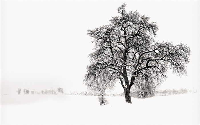 白色多雪的树-冬季风景高清壁纸 浏览:10124