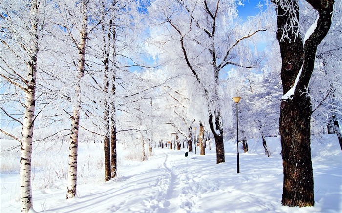 冬天森林雪-风景高清壁纸 浏览:15325