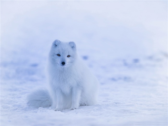 Invierno blanco fox-2016 de alta calidad fondo de pantalla HD Vistas:12171