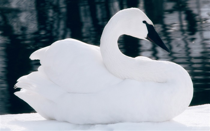 Invierno blanco cisne-2016 de alta calidad fondo de pantalla HD Vistas:6259