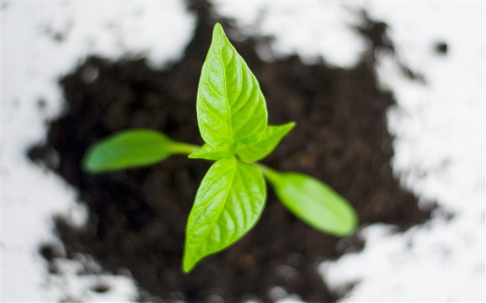 Ecologia ecológica da agricultura - papel de parede de alta qualidade Visualizações:9701