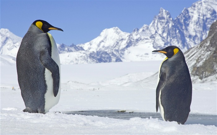 Antarctique continent pingouin animal fond d'écran Vues:6991