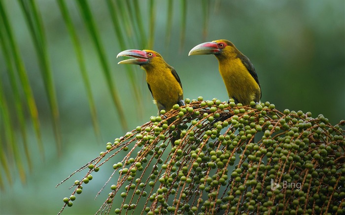 Araceris banana em um monte de palm heart - 2017 Bing Desktop Wallpaper Visualizações:6930