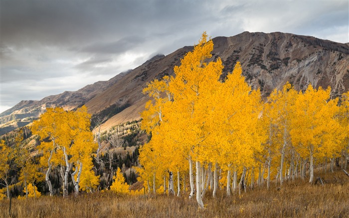 Aspen trees in the fall-Nature HD Wallpaper Visualizações:9245