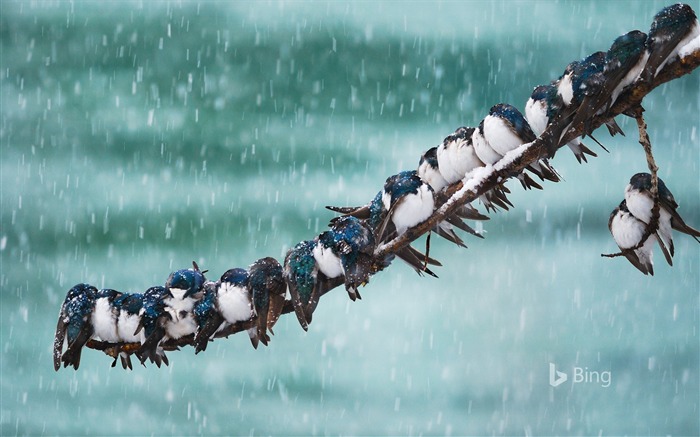 Andorinhas de árvore do Canadá em Snowstorm-2017 Bing Desktop Wallpaper Visualizações:8600