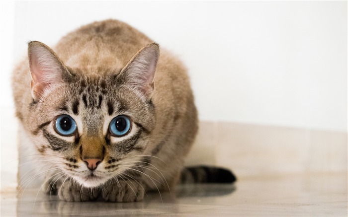 Chat bleu yeux coup d'oeil-Haute Qualité HD Fond d'écran Vues:11660