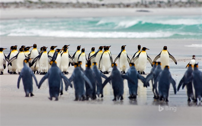 Pinguins Rei das Ilhas Falkland no Volunteer Point-2017 Bing Desktop Wallpaper Visualizações:7025