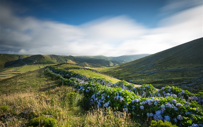 Ilha de Flores coberta de flores de hortênsias - Natureza HD Wallpaper Visualizações:9116