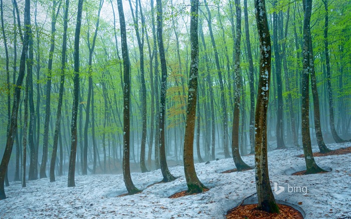 Japon Forêt de hêtres près de Tokamachi-2017 Bing Fonds d'écran Vues:7796