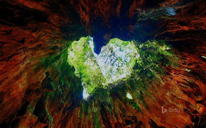 Japão Wilson Stump na Ilha de Yakushima - 2017 Bing Wallpaper Visualizações:9417