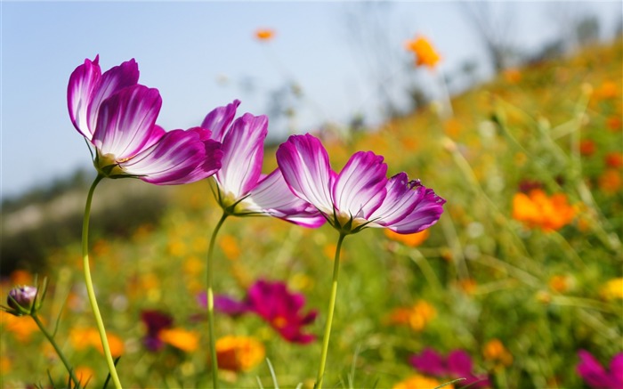 Kosmeya fleurs pré-Haute Qualité HD Fond d'écran Vues:7965