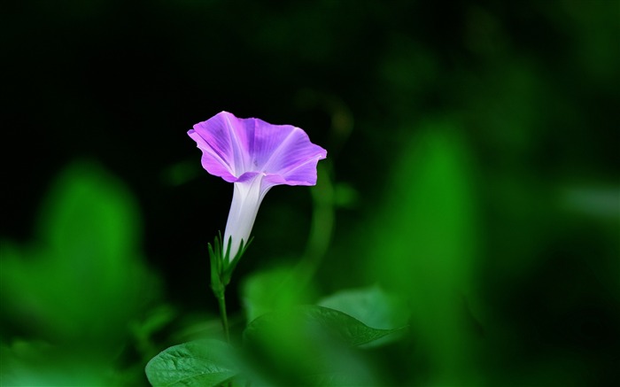 紫色的牽牛花2017花高清壁紙 查看次數:9944