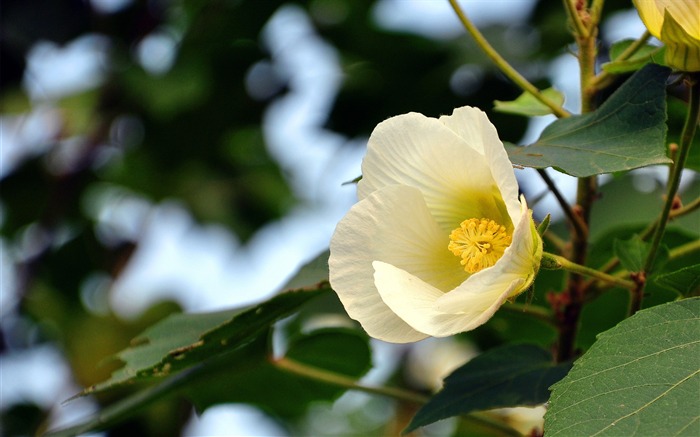 白芙蓉2017年花高清壁紙 查看次數:7430