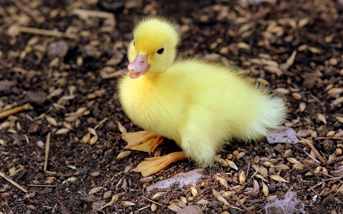 Jaune, caneton, Oiseaux, pelucheux-Vie Photo HD Fond d'écran Vues:9168